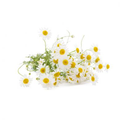 chamomile_38104240