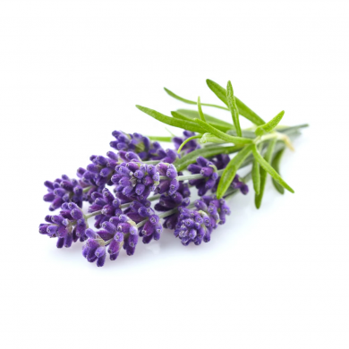 lavanda_angust_515384678