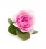 damaskas_roze