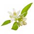 neroli_999079431