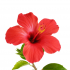 hibisks