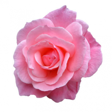 arbu_roze