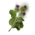 arctium_lappa_root_oil
