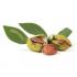 02-jojoba-oil-plant
