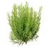 rosemary_wild_1391286280