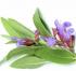 salvia_officinalis_849557987