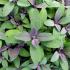 herbsalviaofficinalispurplesage450x450