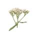 yarrow_1768844867
