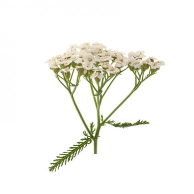yarrow_1768844867