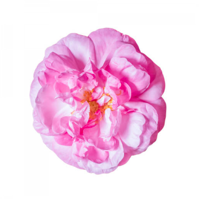 damaskas_roze_bali