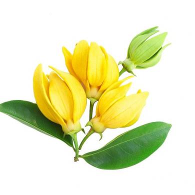 ilang_ilang_92780546