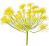 wild-fennel