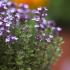 thymus-vulgaris-seeds