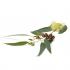 eucalyptusglobulus