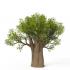 baobab_136476210