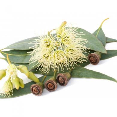 eucalyptus-smithii-bio