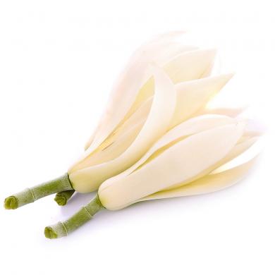 white-champaca-oil-magnolia-alba