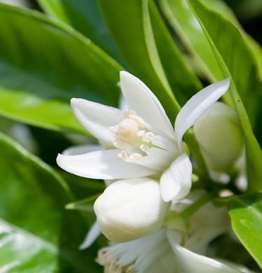 neroli-true-essential-oil