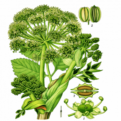 wild_seleriju_seklas