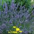 lavanda_grosso
