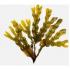 fucus