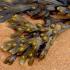 fucus1