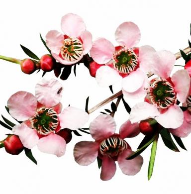 manuka_316533430