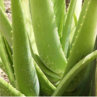 aloeveraplantcare