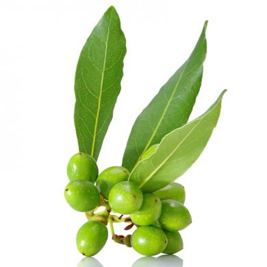 laurel-berry-oil