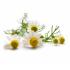 camomillematricairefleur450x450